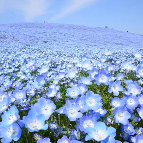 blue heart〜flower ロングバレッタ