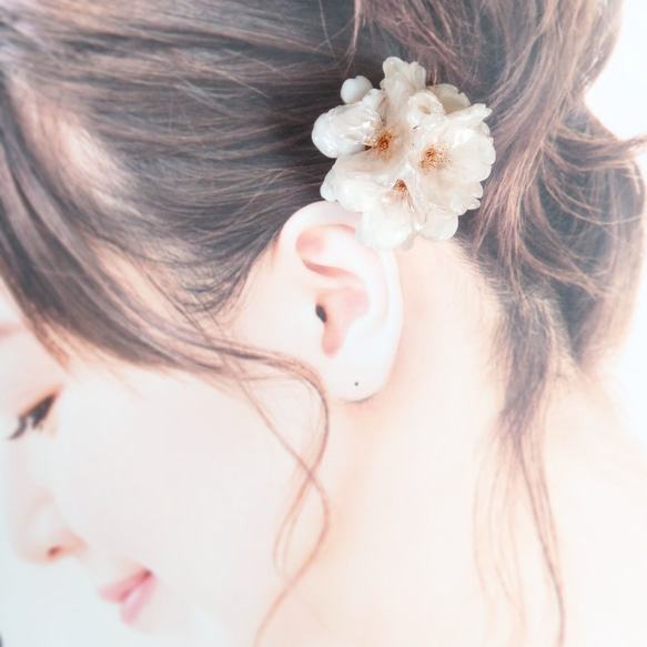 【受注制作】Everpink Sakura.　本物のお花　満開桜とコットンパールの玉かんざし　8輪使用　2本セット 7枚目の画像