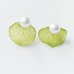 mini with pearls.  ちびリーフとパールの実　本物の葉っぱのピアス　プリザーブドフラワー　クリアグリーン 1枚目の画像
