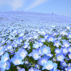 【特集掲載】晴れやかブルー2019* Baby blue. 本物のお花 ネモフィラとパールの揺れピアス(バックキャッチ) 5枚目の画像