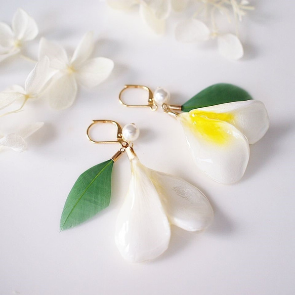 【受注制作】Plumeria × green. 本物のお花　プルメリアのダブルペタルとグリーンのピアス/イヤリング 2枚目の画像