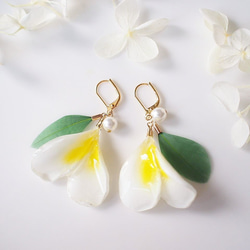 【受注制作】Plumeria × green. 本物のお花　プルメリアのダブルペタルとグリーンのピアス/イヤリング 3枚目の画像