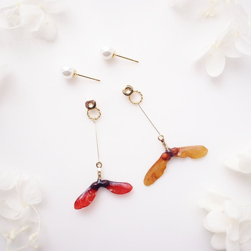 The maple seeds. プロペラくるくる 本物のもみじの種とパールバック 