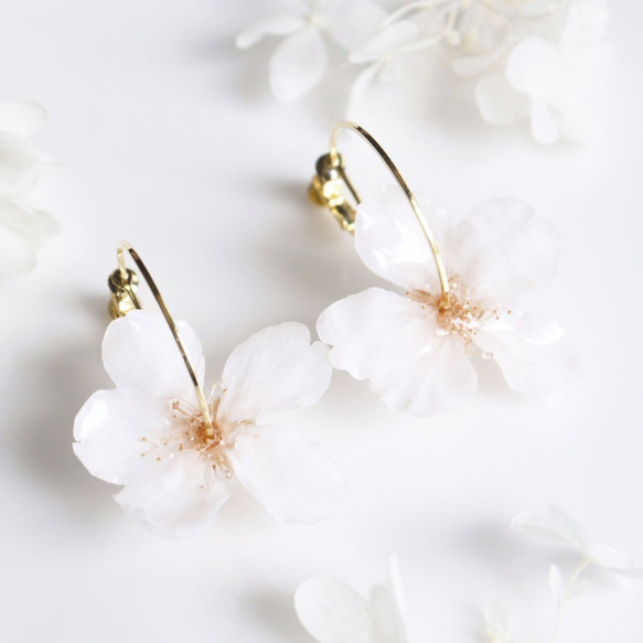 【受注制作】Everpink Sakura. 本物のお花　桜とコットンパールのフープイヤリング　ソメイヨシノ 1枚目の画像