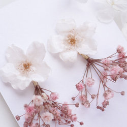 Everpink Sakura. 本物のお花　桜とかすみ草のピンクブーケ　スタッド揺れピアス　ソメイヨシノ　花束 5枚目の画像