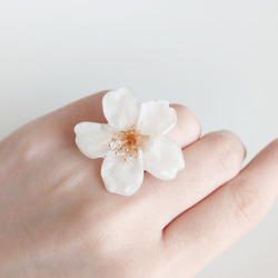 【再販】Everpink Sakura. 本物のお花　桜のリング　11号フリー/指輪　ソメイヨシノ　プリザーブドフラワー 1枚目の画像