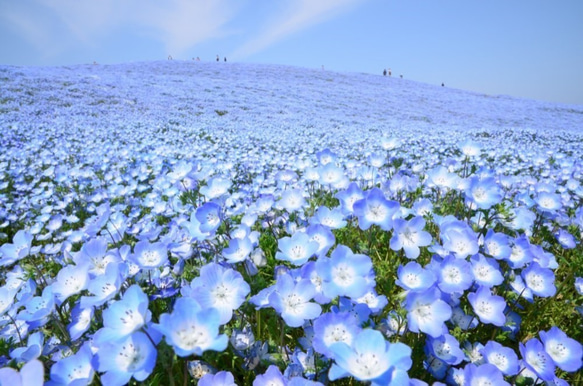 【受注制作】Baby blue eyes. 本物のお花　ネモフィラのドライフラワーとコットンパールのかんざし/ヘアコーム 9枚目の画像