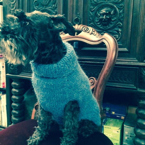 小型犬用の手編みセーター 青/水色 シュナウザー ペット服