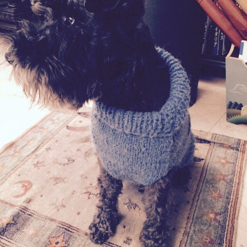 小型犬用の手編みセーター 青/水色 シュナウザー ペット服