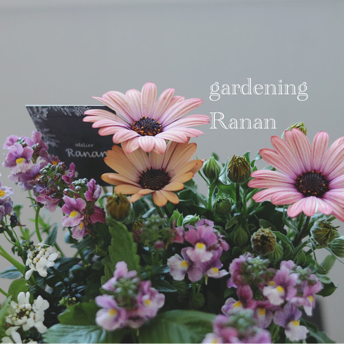 ꫛꫀꪝ✧‧˚オステオスペルマム＆ネメシアの可愛い寄せ植え❁❀✿✾お花