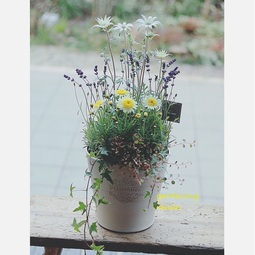 春の寄せ植え❁✿✾ フランネルフラワー&ラベンダー 春の寄せ植え❁✿✾ フランネルフラワー&ラベンダー