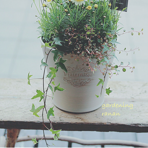 春の寄せ植え❁✿✾ フランネルフラワー&ラベンダー 春の寄せ植え❁✿✾ フランネルフラワー&ラベンダー