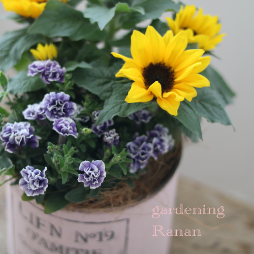 お花の贈り物元気カラーの寄せ植え❁❀✿ひまわり リース Ranan 通販 