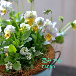 お花の贈り物❁⃘花日和さんのフリル咲き恋みやび❁⃘❁⃘❁⃘light Blue✿* 2枚目の画像