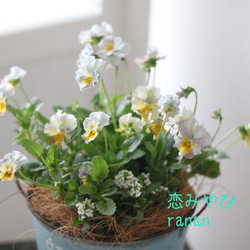 お花の贈り物❁⃘花日和さんのフリル咲き恋みやび❁⃘❁⃘❁⃘light Blue✿* 5枚目の画像