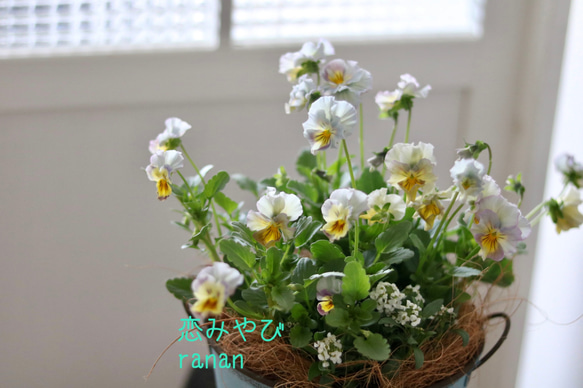 お花の贈り物❁⃘花日和さんのフリル咲き恋みやび❁⃘❁⃘❁⃘light Blue✿* 8枚目の画像