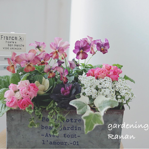 【お値引品】ビオラとジュリアンのマルチな寄せ植え お値引品】ビオラとジュリアンのマルチな寄せ植え お値引品】ビオラと