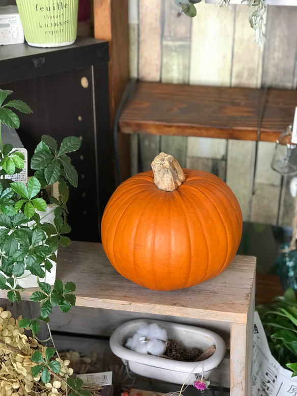 ハロウィンカボチャ　かぼちゃ (生) 本物　北海道