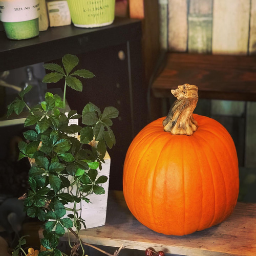 送料無料‼︎本物のハロウィンカボチャ ジャック・オー・ランタン