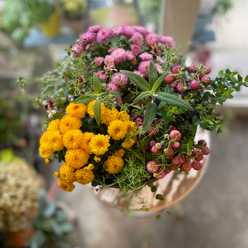 数量限定　大輪マム苗 かわいいお庭　アンティークなガーデン　レア　切り花に♡ 数量限定 大輪マム苗 かわいいお庭 アンティークなガーデン レア