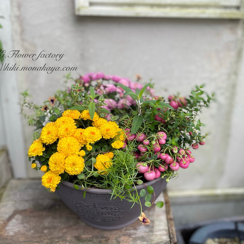 限定1点！さらに値下げ‼ガーデンマムの寄せ植えCreema限定販売 その他