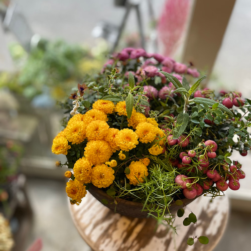 限定1点！さらに値下げ‼ガーデンマムの寄せ植えCreema限定販売 その他