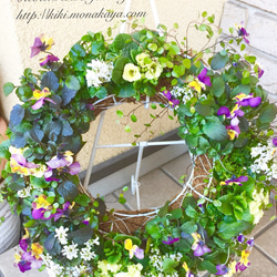 寄せ植えリース(グリーンのジュリアンとアンティークビオラ) リース