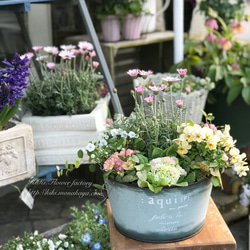 お買い得品！！柔らか色の春の寄せ植え 1枚目の画像