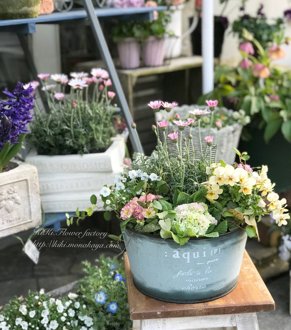 お買い得品！！柔らか色の春の寄せ植え 1枚目の画像