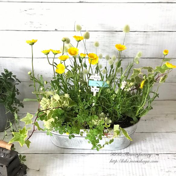 Creema限定!!お買い得!!黄色い小花の寄せ植え 1枚目の画像