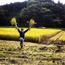 つぶつぶ美味しい！石川県産《3合》コシヒカリアモーレ 7枚目の画像