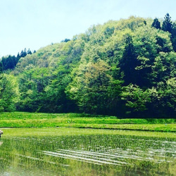 つぶつぶ美味しい！石川県産《2kg》コシヒカリアモーレ 3枚目の画像