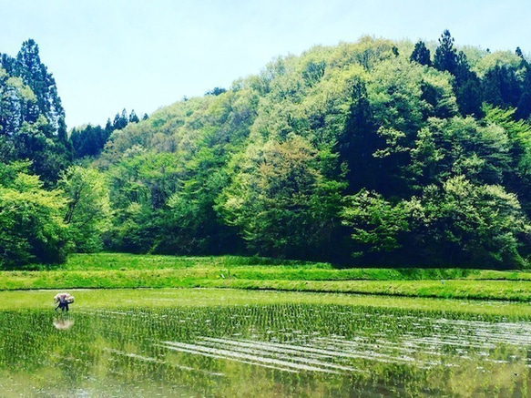 つぶつぶ美味しい！石川県産《10kg》コシヒカリアモーレ 3枚目の画像