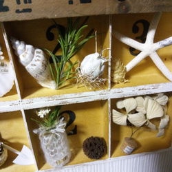 ６マス部屋の飾り棚　ホワイト雑貨小物つきです＾＾ヒトデ　ドライフラワー 7枚目の画像