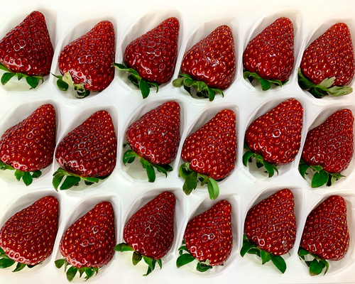 美品 摘みたていちごOP 黒 フルーツの森 いちご プチギフト 摘みたていちご: ORIGINAL | GPP