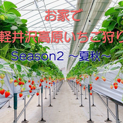 ★軽井沢高原★お家でイチゴ狩り【Season2 夏秋いちご】全国送料無料でお届けします 2枚目の画像