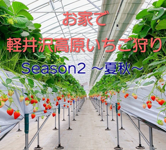 ★軽井沢高原★お家でイチゴ狩り【Season2 夏秋いちご】全国送料無料でお届けします 2枚目の画像