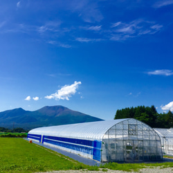 ★軽井沢高原★お家でイチゴ狩り【Season2 夏秋いちご】全国送料無料でお届けします 3枚目の画像