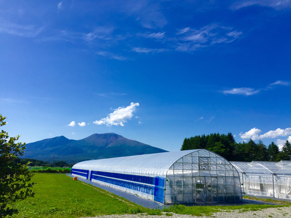 ★軽井沢高原★お家でイチゴ狩り【Season2 夏秋いちご】全国送料無料でお届けします 3枚目の画像