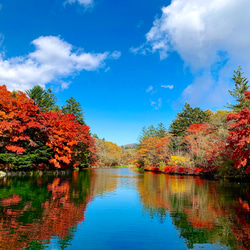 ［軽井沢高原いちご］紅ほっぺホールスタイルジャム 8枚目の画像