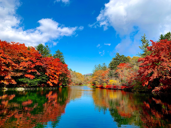 ［軽井沢高原いちご］紅ほっぺホールスタイルジャム 8枚目の画像