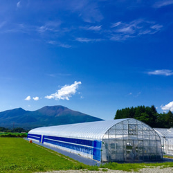 【軽井沢高原いちご自家栽培100%使用】＜旬かる＞ 量が多いタイプ 全国送料無料 5枚目の画像