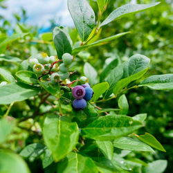 摘みたて新鮮なこだわりの「信州ブルーベリー」をお届けします 10枚目の画像