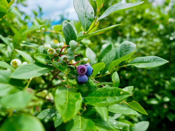 摘みたて新鮮なこだわりの「信州ブルーベリー」をお届けします 10枚目の画像