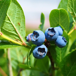 摘みたて新鮮なこだわりの「信州ブルーベリー」をお届けします 2枚目の画像