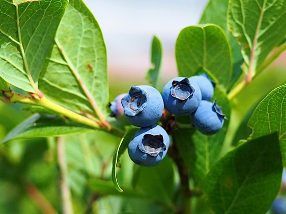 摘みたて新鮮なこだわりの「信州ブルーベリー」をお届けします 2枚目の画像