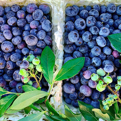 摘みたて新鮮なこだわりの「信州ブルーベリー」をお届けします 1枚目の画像