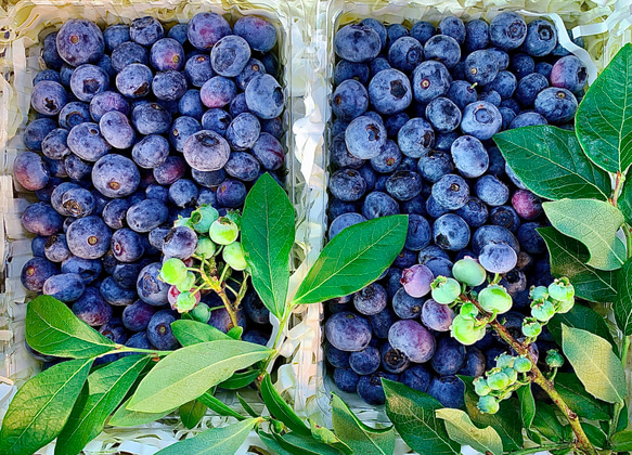 摘みたて新鮮なこだわりの「信州ブルーベリー」をお届けします 1枚目の画像