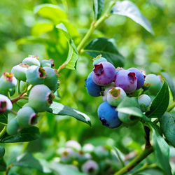 摘みたて新鮮なこだわりの「信州ブルーベリー」をお届けします 3枚目の画像