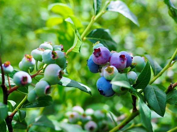 摘みたて新鮮なこだわりの「信州ブルーベリー」をお届けします 3枚目の画像